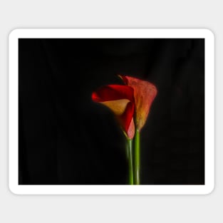 Calla on Black Sticker